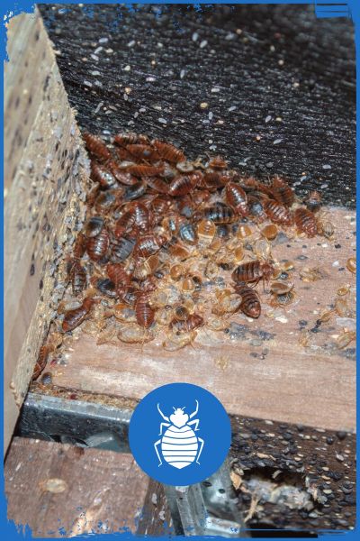 Steadfast Pest Control for Bed Bug Removal in Arizona