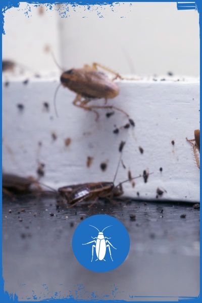 Arizona Cockroach Pests