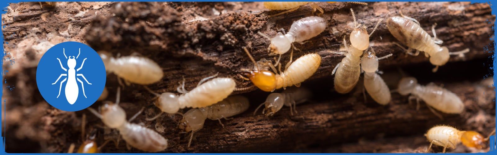 termite control in Arizona