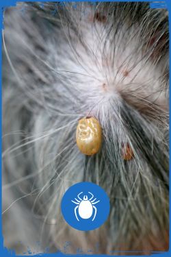 Steadfast Pest Control for Fleas & Ticks