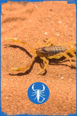 Steadfast Pest Control for Scorpions