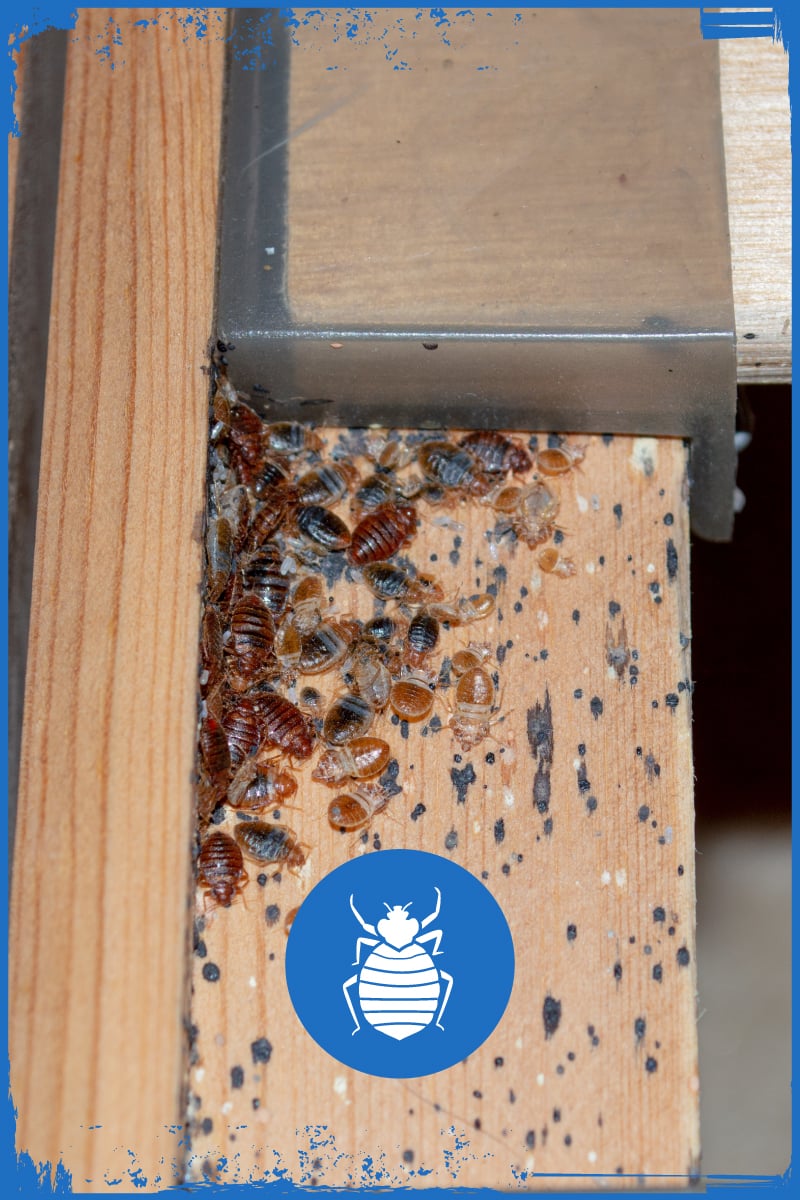 Steadfast Pest Control for Bed Bugs