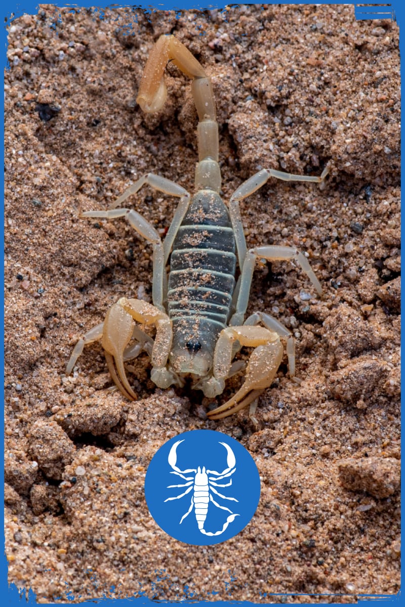 Arizona Scorpion