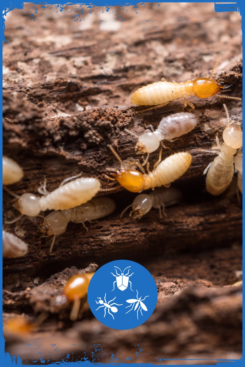 Steadfast Pest Control for General Pests