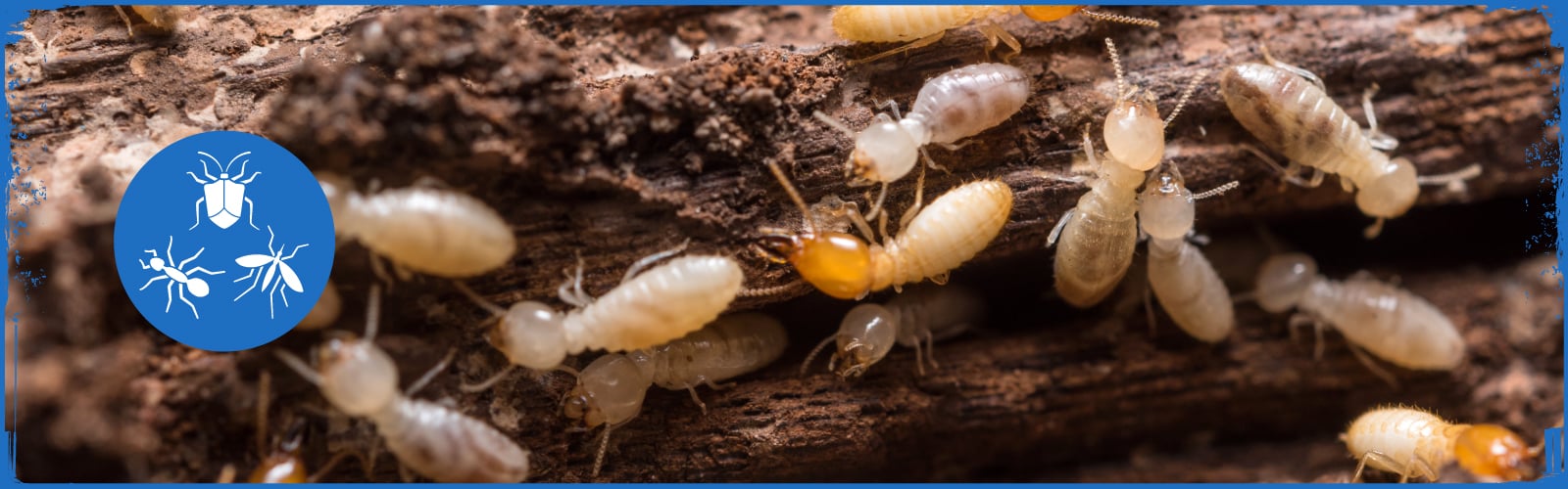 All Pests for Steadfast Pest Control