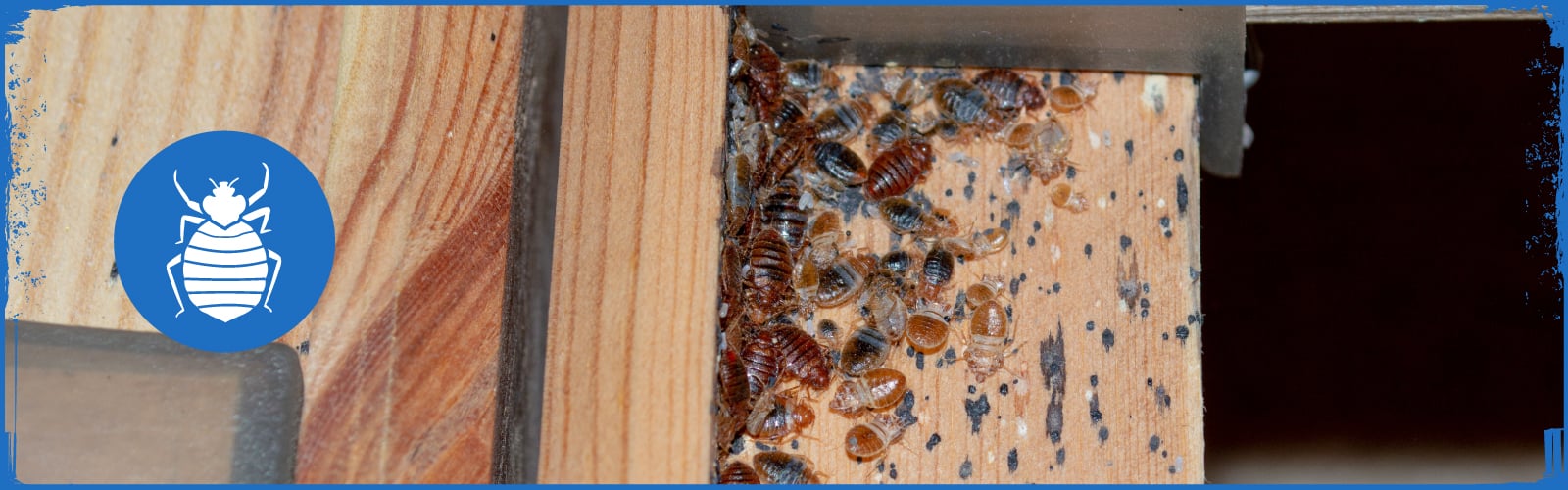 Steadfast Pest Control for Bed Bugs