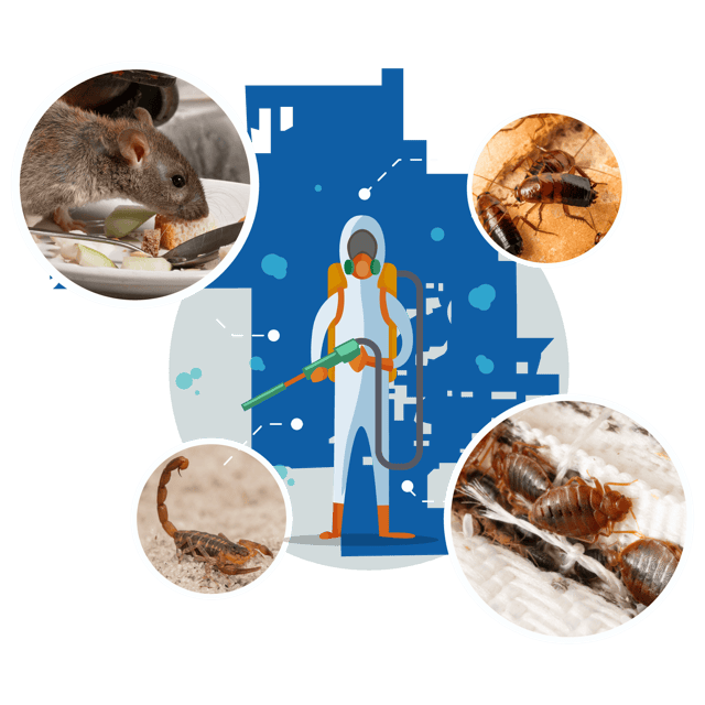 Chandler Pest Control Services